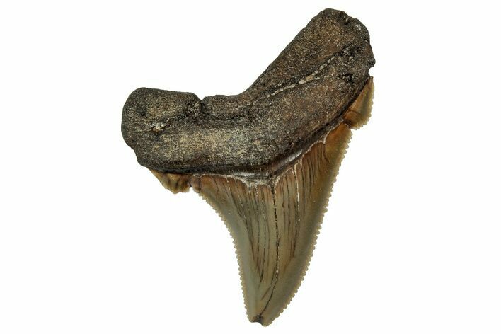 Serrated Angustidens Tooth - Megalodon Ancestor #340385